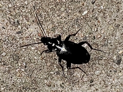 Agonum