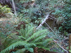 Polystichum munitum