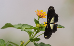 Heliconius doris obscurus