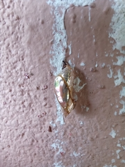 Mechanitis polymnia isthmia