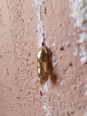 Mechanitis polymnia isthmia