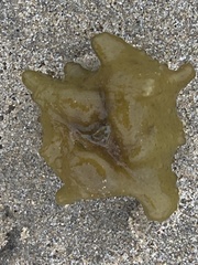 Colpomenia tuberculata