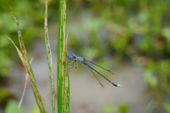 Lestes praemorsus decipiens