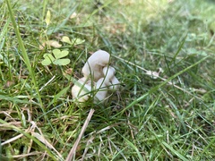 Helvella crispa