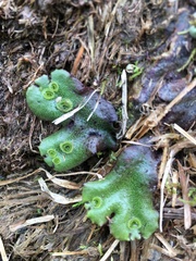 Marchantia polymorpha montivagans