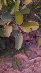 Davilla elliptica