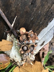 Geastrum