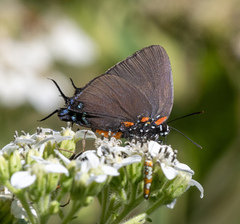Atlides halesus
