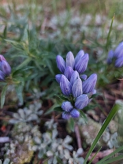 Gentiana affinis
