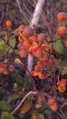 Davilla elliptica