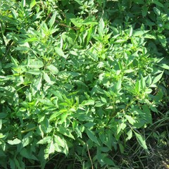 Bidens frondosa