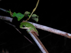 Pithecopus hypochondrialis