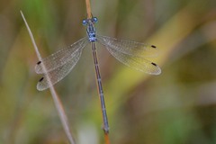 Lestes rectangularis