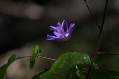 Dipterostemon capitatus capitatus