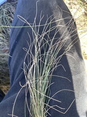 Festuca hallii
