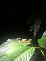 Agalychnis saltator