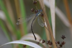 Lestes rectangularis