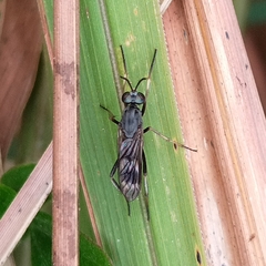 Therevidae
