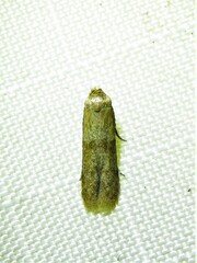 Pigritia