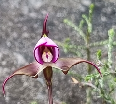 Disperis capensis capensis