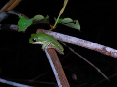 Pithecopus hypochondrialis