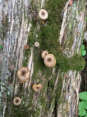 Arrhenia epichysium