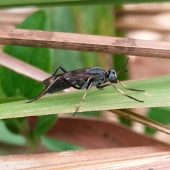 Therevidae