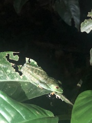 Agalychnis saltator