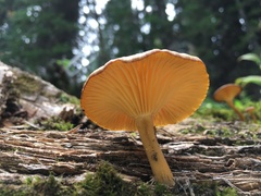 Arrhenia epichysium