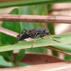 Therevidae