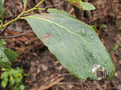 Acacia obliquinervia