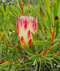 Protea repens