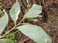 Acacia obliquinervia