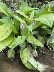 Symphytum officinale