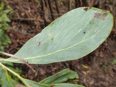 Acacia obliquinervia
