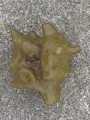 Colpomenia tuberculata