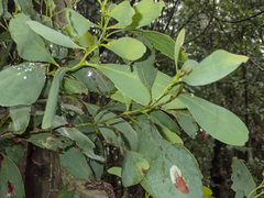 Acacia obliquinervia