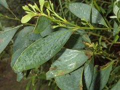 Acacia obliquinervia
