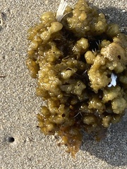 Colpomenia tuberculata