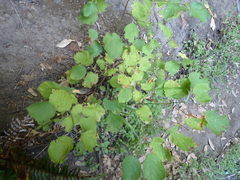 Corylus cornuta