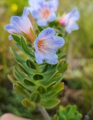 Lobostemon fruticosus