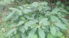 Phytolacca japonica