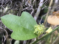 Passiflora suberosa