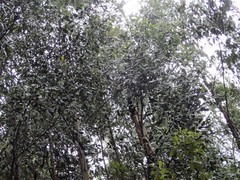 Acacia obliquinervia