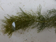 Myriophyllum sibiricum