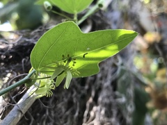 Passiflora suberosa