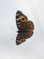 Junonia villida