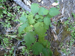 Corylus cornuta