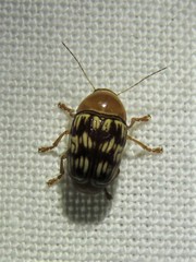 Cryptocephalus fulguratus