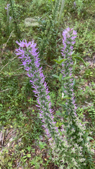 Liatris elegans